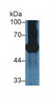 Glycoprotein 2 antibody, LS-C718567, Lifespan Biosciences, Western Blot image 