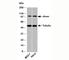 Tubulin Beta 1 Class VI antibody, N1038-100UG, NSJ Bioreagents, Western Blot image 