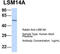 LSM14A MRNA Processing Body Assembly Factor antibody, TA333806, Origene, Western Blot image 