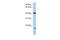 Ubiquitin D antibody, GTX46478, GeneTex, Western Blot image 