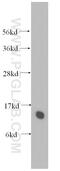 Transcription Elongation Factor A Like 7 antibody, 11218-1-AP, Proteintech Group, Western Blot image 