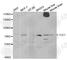 Transducin-like enhancer protein 1 antibody, A5501, ABclonal Technology, Western Blot image 