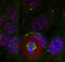 Myocyte Enhancer Factor 2A antibody, MBS128409, MyBioSource, Immunofluorescence image 