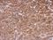 Calcium/Calmodulin Dependent Protein Kinase Kinase 2 antibody, LS-C185972, Lifespan Biosciences, Immunohistochemistry paraffin image 