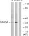 Olfactory Receptor Family 6 Subfamily Q Member 1 (Gene/Pseudogene) antibody, GTX87773, GeneTex, Western Blot image 