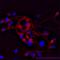 Cathelicidin Antimicrobial Peptide antibody, LS-C136051, Lifespan Biosciences, Immunofluorescence image 