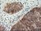 Lipoprotein Lipase antibody, NBP2-01395, Novus Biologicals, Immunohistochemistry paraffin image 