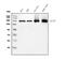 Clathrin Heavy Chain antibody, M03134-2, Boster Biological Technology, Western Blot image 