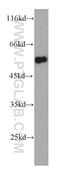 Tripartite Motif Containing 11 antibody, 10851-1-AP, Proteintech Group, Western Blot image 