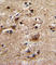 Adrenoceptor Alpha 1B antibody, abx034358, Abbexa, Western Blot image 