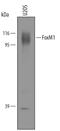 Forkhead Box M1 antibody, AF3975, R&D Systems, Western Blot image 