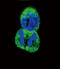 Protein Tyrosine Phosphatase Receptor Type J antibody, LS-C166881, Lifespan Biosciences, Immunofluorescence image 