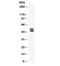 Protein C Receptor antibody, R32352, NSJ Bioreagents, Western Blot image 