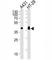 Epithelial Cell Adhesion Molecule antibody, F52889-0.4ML, NSJ Bioreagents, Western Blot image 