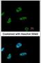 Chromodomain Helicase DNA Binding Protein 4 antibody, PA5-27472, Invitrogen Antibodies, Immunofluorescence image 