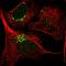 THAP Domain Containing 2 antibody, HPA039790, Atlas Antibodies, Immunocytochemistry image 