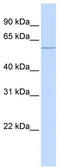 Tripartite Motif Containing 10 antibody, TA344571, Origene, Western Blot image 