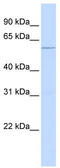 Tripartite Motif Containing 10 antibody, TA344571, Origene, Western Blot image 