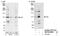 Integrator Complex Subunit 5 antibody, NB100-60461, Novus Biologicals, Western Blot image 