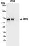 N-Myristoyltransferase 1 antibody, NBP2-32167, Novus Biologicals, Immunoprecipitation image 