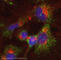 G Protein Subunit Alpha Q antibody, ab75825, Abcam, Immunocytochemistry image 