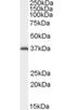 Aryl Hydrocarbon Receptor Interacting Protein antibody, orb19562, Biorbyt, Western Blot image 