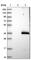 Stomatin-like protein 3 antibody, HPA012892, Atlas Antibodies, Western Blot image 