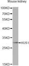 HUS1 Checkpoint Clamp Component antibody, A13938, ABclonal Technology, Western Blot image 