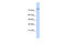 Phospholipase D2 antibody, 25-111, ProSci, Enzyme Linked Immunosorbent Assay image 