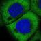 Eukaryotic Translation Initiation Factor 3 Subunit J antibody, NBP2-13953, Novus Biologicals, Immunofluorescence image 