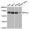 Myocilin antibody, MBS127252, MyBioSource, Western Blot image 