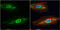 GST3 antibody, GTX112695, GeneTex, Immunofluorescence image 