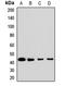 Aminomethyltransferase antibody, LS-C667700, Lifespan Biosciences, Western Blot image 