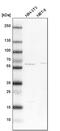 SHOC2 Leucine Rich Repeat Scaffold Protein antibody, PA5-52659, Invitrogen Antibodies, Western Blot image 