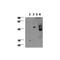 GATA Binding Protein 3 antibody, TA320338, Origene, Western Blot image 