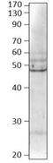 Bone Morphogenetic Protein 8b antibody, GTX14934, GeneTex, Western Blot image 