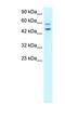 GC-Rich Promoter Binding Protein 1 antibody, NBP1-80012, Novus Biologicals, Western Blot image 