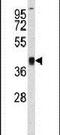 Replication Factor C Subunit 3 antibody, PA5-24620, Invitrogen Antibodies, Western Blot image 