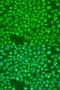 Inositol 1,4,5-Trisphosphate Receptor Type 1 antibody, LS-C749022, Lifespan Biosciences, Immunofluorescence image 