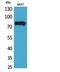 Transcriptional activator Myb antibody, STJ96791, St John