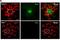 Synaptonemal Complex Protein 3 antibody, NB300-230, Novus Biologicals, Immunocytochemistry image 