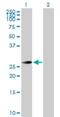 Testis Specific Serine Kinase 3 antibody, H00081629-D01P, Novus Biologicals, Western Blot image 