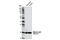 Myosin Light Chain 2 antibody, 12975S, Cell Signaling Technology, Western Blot image 