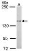 Misshapen Like Kinase 1 antibody, PA5-28250, Invitrogen Antibodies, Western Blot image 