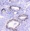 Complement Factor Properdin antibody, A00852-2, Boster Biological Technology, Immunohistochemistry frozen image 