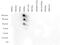 Histone Cluster 4 H4 antibody, CI1066, Boster Biological Technology, Dot Blot image 