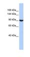 PWP2 Small Subunit Processome Component antibody, orb325232, Biorbyt, Western Blot image 