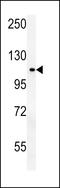 OTU Deubiquitinase 4 antibody, LS-C163293, Lifespan Biosciences, Western Blot image 