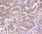FCH And Double SH3 Domains 1 antibody, orb2575, Biorbyt, Immunohistochemistry paraffin image 