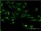 Testis Specific 10 antibody, H00080705-M08, Novus Biologicals, Immunofluorescence image 